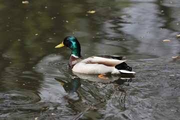 duck 