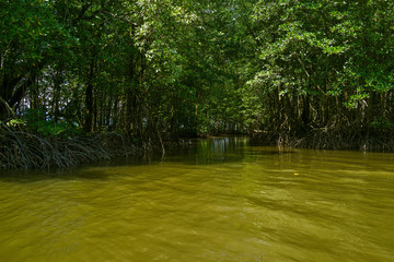 Mangrove forest in Chantaburi, Thailand