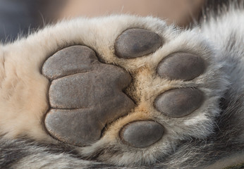 Snow Leopard paw macro