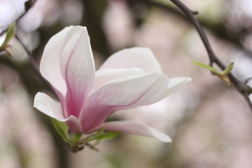 Obraz premium magnolia 