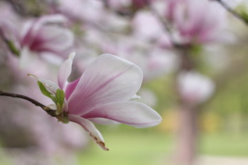 Obraz premium magnolia