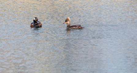 Bufflehead ducks