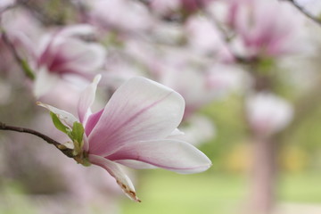 magnolia 