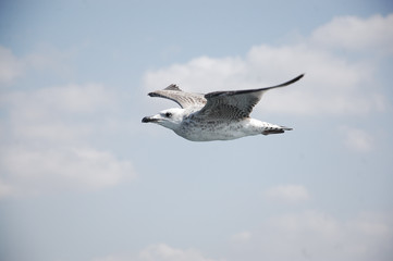 Seagull in flight