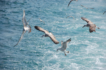 Flock of seagulls
