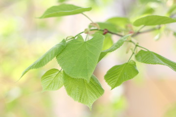 Fototapeta na wymiar linden leaves