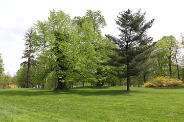 spring in park
