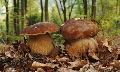 Boletus reticulatus (commonly known as the summer cep)
