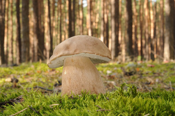 Boletus reticulatus (commonly known as the summer cep)