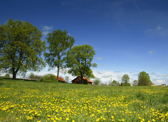 Spring landscape with yellow wild flowers
