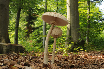 The parasol mushroom (Macrolepiota procera or Lepiota procera) © tomasztc