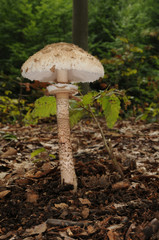 The parasol mushroom (Macrolepiota procera or Lepiota procera)