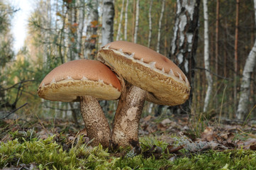 Leccinum versipelle (Orange Birch Bolete)