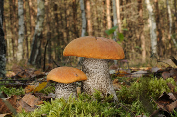 Leccinum versipelle (Orange Birch Bolete)