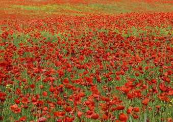 poppy flowers on a meadow