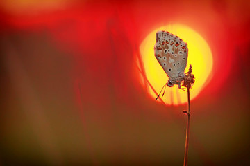 Papillon et soleil