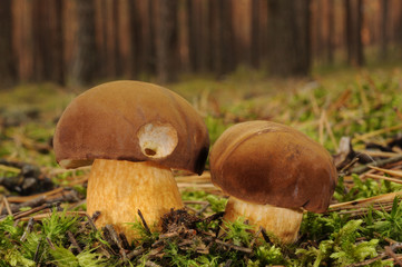 Boletus badius (commonly known as the bay bolete)