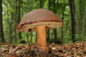 Boletus badius (commonly known as the bay bolete)