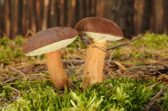 Boletus badius (commonly known as the bay bolete)