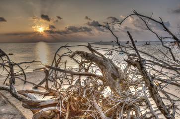 Vertrockneter Baum am Starnd einer Malediveninsel