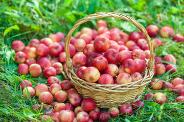 Basket with red apples on the grass