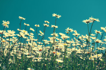 Obrazy na Szkle  Vintage kwiaty rumianku na tle błękitnego nieba