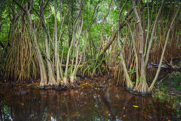 Wild tropical dark forest landscape