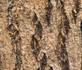 tree skin