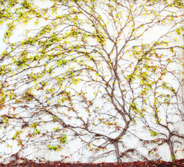 Floral background with tree on the wall.
