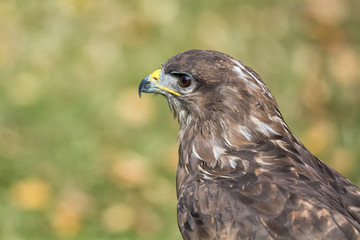 Portrait buzzard