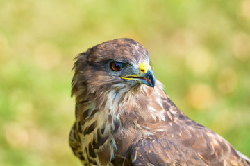 Portrait buzzard