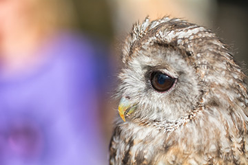 Portrait of an owl