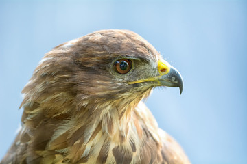 Portrait of an eagle