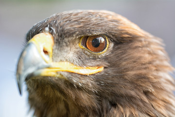 Portrait of an eagle