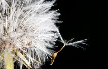 Dandelion seed hanging on