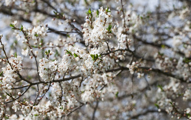 Blossoming plum.