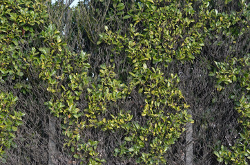 Freshly trimmed hedge 