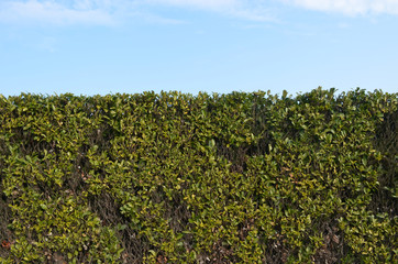 Fototapeta na wymiar Freshly trimmed hedge 