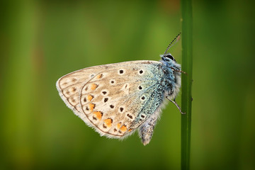 Papillon sur une tige.