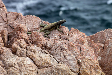 Small iguana, the west coast of Peru