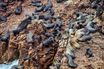 Patagonian Sea lion,  rocks in the Pacific, Peru