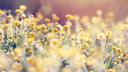 Abstract background with yellow buttercups.