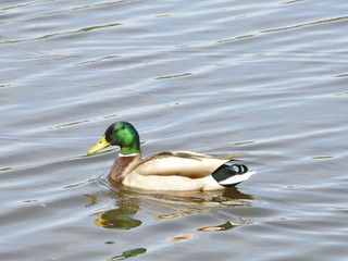 Canard Colvert