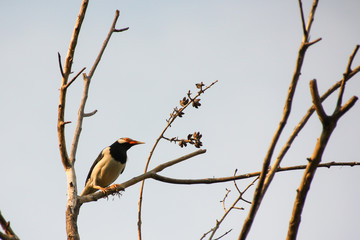 Asian pied starling