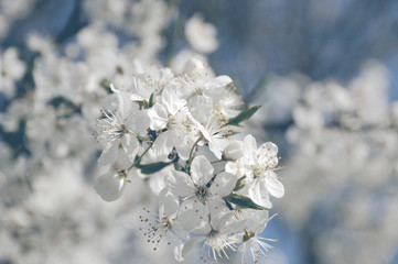 Branch with flowers in the spring