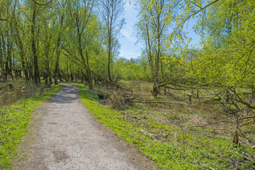Footpath through a sunny forest in spring