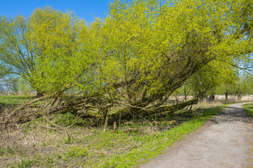 Footpath through a sunny forest in spring