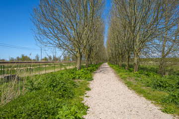 Footpath along sunny trees in spring