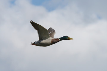 Mallard, Anas platyrhynchos