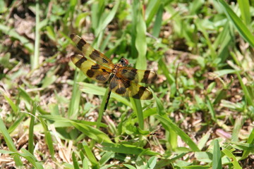 Halloween Pennant